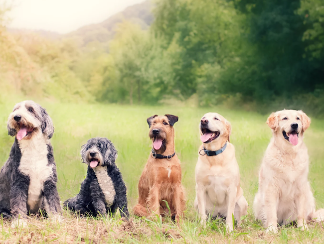 a group of dogs with landscape background